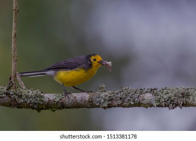 Myioborus Ornatus Parulidae Bird Yellow