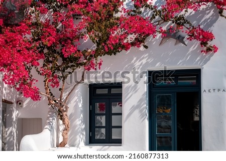 Mykonos greece blosson flower during spriung and summer in the city near white traditional greek houses