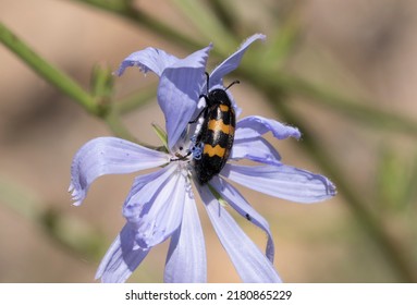 Mylabris Variabilis, A Member Of Blister Beetles Family Meloidae