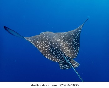 Myliobatidae Or Eagle Ray Found In The Red Sea, Hurghada, Egypt