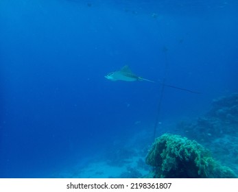 Myliobatidae Or Eagle Ray Found In The Red Sea, Hurghada, Egypt