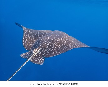 Myliobatidae Or Eagle Ray Found In The Red Sea, Hurghada, Egypt