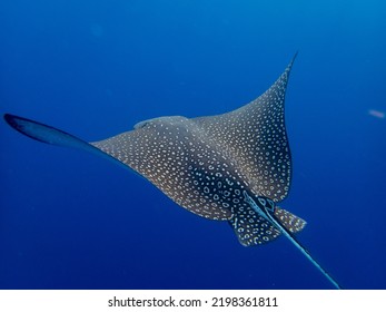 Myliobatidae Or Eagle Ray Found In The Red Sea, Hurghada, Egypt