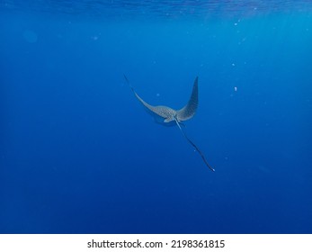 Myliobatidae Or Eagle Ray Found In The Red Sea, Hurghada, Egypt