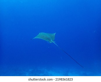 Myliobatidae Or Eagle Ray Found In The Red Sea, Hurghada, Egypt