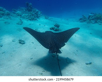 Myliobatidae Or Eagle Ray Found In The Red Sea, Hurghada, Egypt