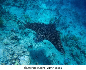 Myliobatidae Or Eagle Ray Found In The Red Sea, Hurghada, Egypt