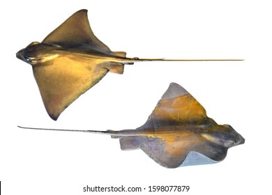 Myliobatiformes is one of the four orders of batoids, fishes related to sharks. Two fishes isolated on white background