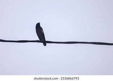 A myna bird perched on an electric wire against a clear sky. - Powered by Shutterstock