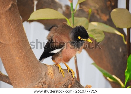A myna , ruffled up as it cleans itself on a tree branch