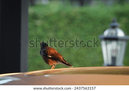 myna yellow face bird in every morning came to see my home 