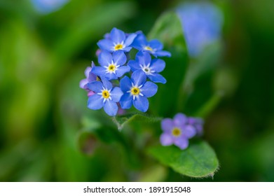 Myosotis Images Stock Photos Vectors Shutterstock