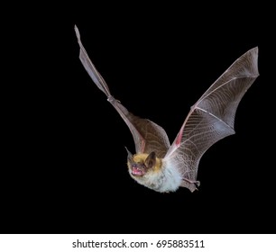 Myotis bat in flight at night with black background