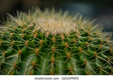 Myriad Botanical Gardens Cactus Close Up