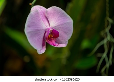 Myriad Botanical Gardens Pink Orchid Flower Close Up