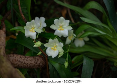 Myriad Botanical Gardens White Yellow Flowers