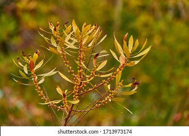 Myrica gale is species of flowering plant in genus Myrica, native to northern and Europe and parts of northern North America. Common names include bog-myrtle sweet willow, Dutch myrtle, and sweetgale.