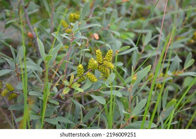 Myrica gale, yellow-blooming plant growing in northern Russia, Scandinavia and Canada; in Poland under strict protection; a coastal plant that grows off the shores of the Baltic Sea