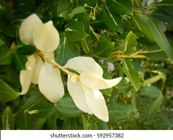 Myrica Pensylvanica, Bayberry Bush Discolored Leaves