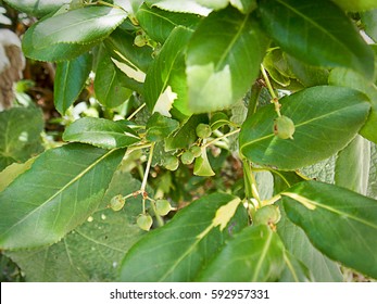 Myrica Pensylvanica, Bayberry Bush Leaves