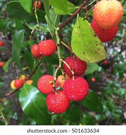 Myrica Rubra