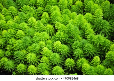 Myriophyllum Aquaticum Or Water Milfoil Found In The Waters Of Xitang Water Town Zhejiang Province China. 