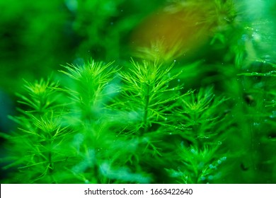 Myriophyllum Guyana Aqurium Plants Underwater