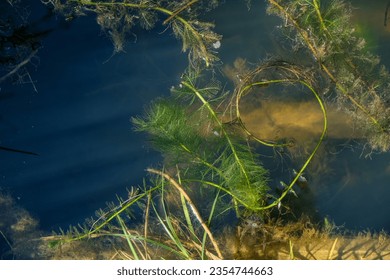 Myriophyllum spicatum in wildlife. Submergent aquatic plants. Freshwater algae background. Ecosystem concept. Blur under water.