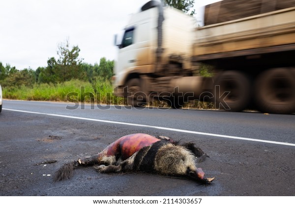 Myrmecophaga tridactyla (bushy tail ant\
bear) ran over on a highway while an white truck\
goes