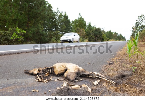 Myrmecophaga tridactyla (bushy tail ant\
bear) ran over on a highway while a white car\
goes