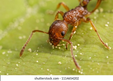 Myrmica Ant On Leaf Stock Photo 1114654202 | Shutterstock