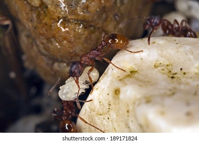 Myrmica Rubra, European Fire Ant