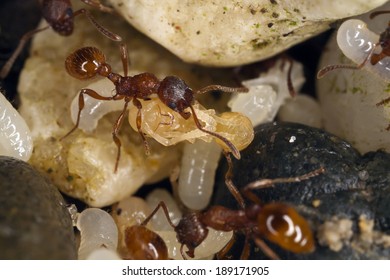 Myrmica Rubra, European Fire Ant