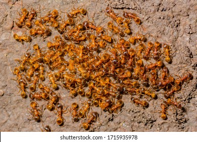 Myrmica Rubra, Also Known As The European Fire Ant Or Common Red Ant.