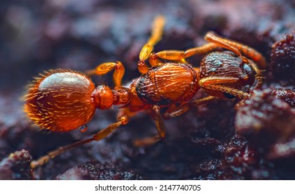 Myrmica rubra, also known as the European fire ant or common red ant, is a species of ant of the genus Myrmica. European fire ant Myrmica rubra close up