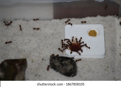 Myrmica Sp In The Arena At The Formicarium