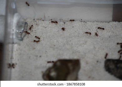 Myrmica Sp In The Arena At The Formicarium