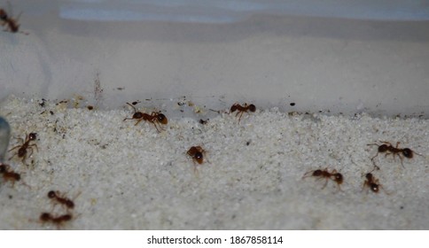 Myrmica Sp In The Arena At The Formicarium