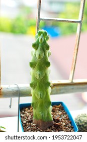 Myrtillocactus geometrizans  Cactus