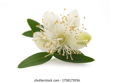  Myrtle Flower  Isolated On White