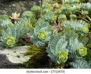 Myrtle Spurge - Euphorbia Myrsinites