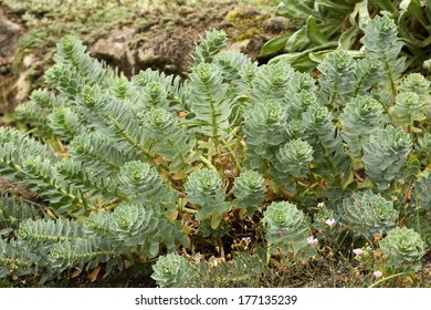 Myrtle Spurge - Euphorbia Myrsinites