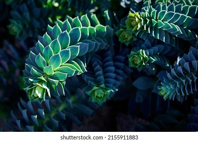 Myrtle spurge (Euphorbia myrsinites, Creeping spurge, Donkey Tail Spurge) close-up. A beautiful succulent with graphic blue-green leaves - Shutterstock ID 2155911883