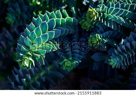 Myrtle spurge (Euphorbia myrsinites, Creeping spurge, Donkey Tail Spurge) close-up. A beautiful succulent with graphic blue-green leaves