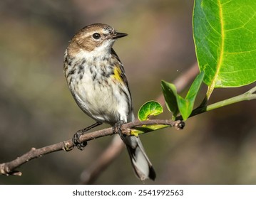 A Myrtle warbler bird perched atop a tree branch - Powered by Shutterstock