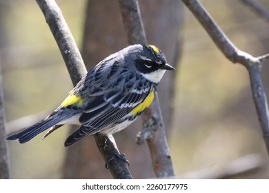 Myrtle Yellow Rumped Warbler on branch. 