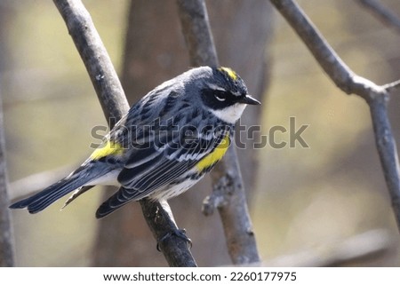 Myrtle Yellow Rumped Warbler on branch. 