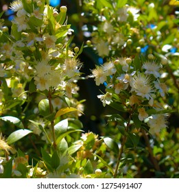 Myrtus communis, common myrtle, is a species of dainty white flowering plant in the myrtle family Myrtaceae being an evergreen shrub used for its leaves and berries.