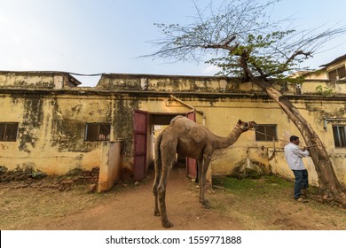 Tie Camel Stock Photos Images Photography Shutterstock