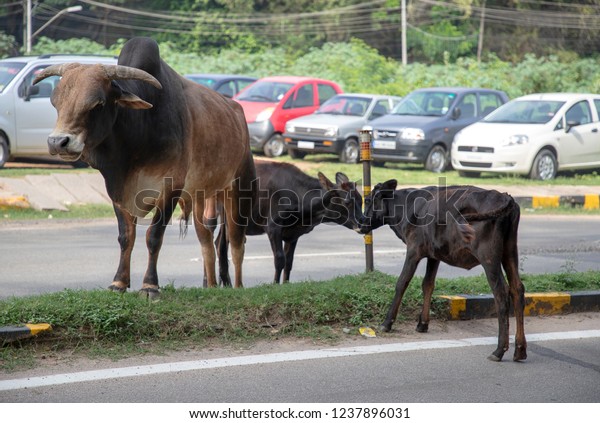 MYSORE, KARNATAKA, INDIA - OCTOBER 21, 2018: A\
family of cattle, seen as sacred in India, relax on a busy road in\
Mysore, seemingly oblivious to the passing traffic that has to\
drive around them.